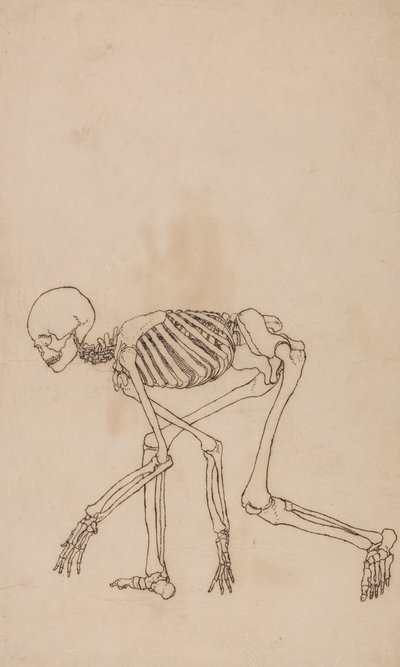 A Comparative Anatomical Exposition of the Structure of the Human Body with That of a Tiger and a Cow by George Stubbs